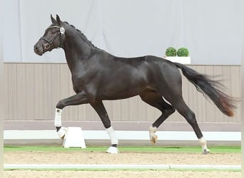 Westphalian, Stallion, 2 years, Smoky-Black