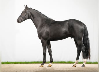 Westphalian, Stallion, 2 years, Smoky-Black