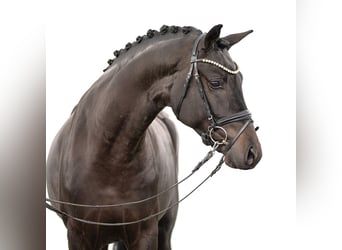 Westphalian, Stallion, 2 years, Smoky-Black