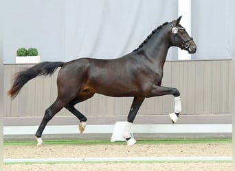 Westphalian, Stallion, 2 years, Smoky-Black