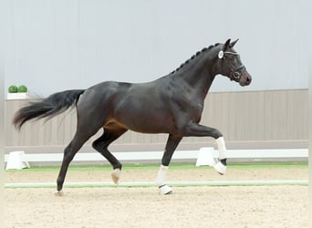 Westphalian, Stallion, 2 years, Smoky-Black