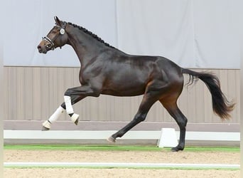 Westphalian, Stallion, 2 years, Smoky-Black