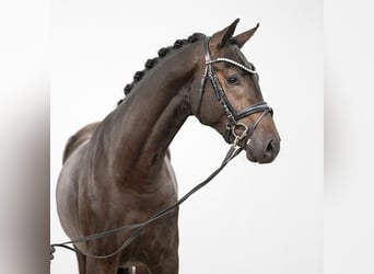 Westphalian, Stallion, 2 years, Smoky-Black