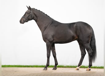 Westphalian, Stallion, 2 years, Smoky-Black