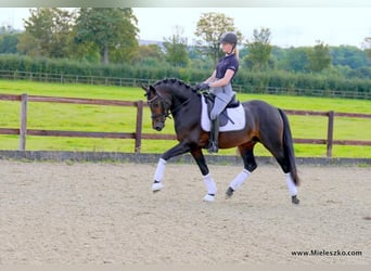 Westphalian, Stallion, 3 years, 14.2 hh, Bay-Dark