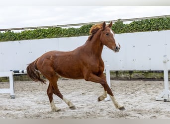 Westphalian, Stallion, 3 years, 15.3 hh, Chestnut-Red