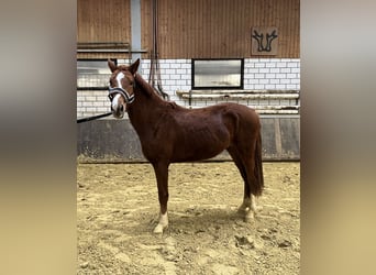 Westphalian, Stallion, 3 years, 15,1 hh, Chestnut-Red