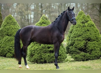 Westphalian, Stallion, 3 years, 16.1 hh, Black