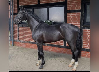 Westphalian, Stallion, 3 years, 16.1 hh, Black