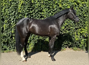 Westphalian, Stallion, 3 years, 16.1 hh, Black