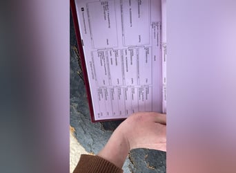 Westphalian, Stallion, 3 years, 16.1 hh, Chestnut Westphalian, Stallion, 3 years, 16.1 hh, Chestnut