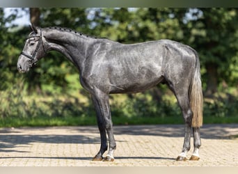 Westphalian, Stallion, 3 years, 16,1 hh, Gray