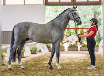 Westphalian, Stallion, 3 years, 16.1 hh, Grey