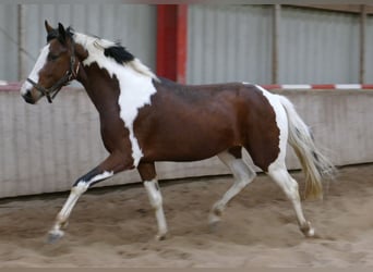 Westphalian, Stallion, 3 years, 16.1 hh, Pinto