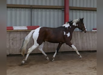 Westphalian, Stallion, 3 years, 16.1 hh, Pinto