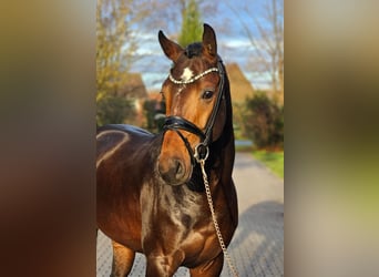 Westphalian, Stallion, 3 years, 16,2 hh, Bay-Dark