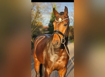 Westphalian, Stallion, 3 years, 16,2 hh, Bay-Dark