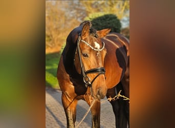 Westphalian, Stallion, 3 years, 16,2 hh, Bay-Dark