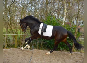 Westphalian, Stallion, 3 years, 16.2 hh, Bay-Dark