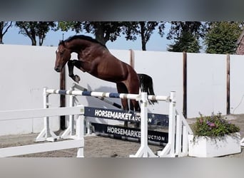 Westphalian, Stallion, 3 years, 16.2 hh, Bay
