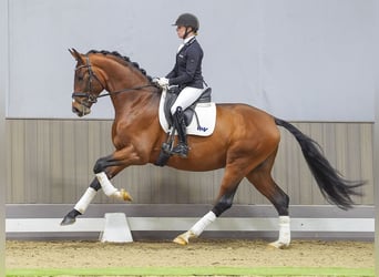 Westphalian, Stallion, 3 years, 16.2 hh, Brown