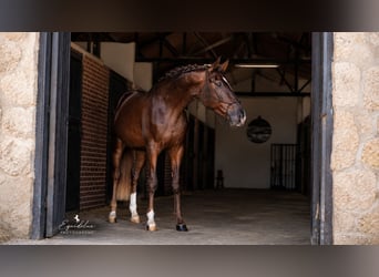 Westphalian, Stallion, 3 years, 16.2 hh, Chestnut