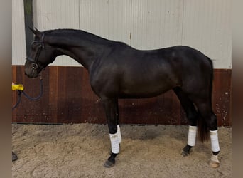 Westphalian, Stallion, 3 years, 16,3 hh, Bay