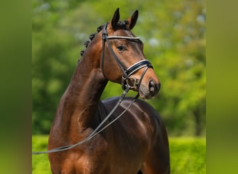 Westphalian, Stallion, 3 years, 16 hh, Bay-Dark