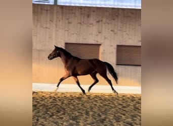 Westphalian, Stallion, 3 years, 16 hh, Brown