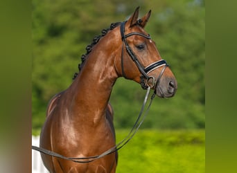 Westphalian, Stallion, 3 years, 16 hh, Brown