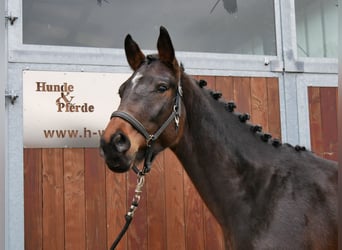 Westphalian, Stallion, 3 years, 16 hh, Brown