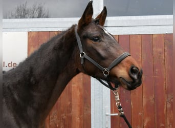 Westphalian, Stallion, 3 years, 16 hh, Brown