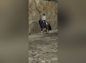 Westphalian, Stallion, 3 years, 16 hh, Brown