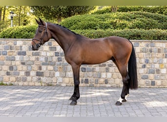 Westphalian, Stallion, 3 years, 16 hh, Brown