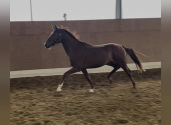 Westphalian, Stallion, 3 years, 16 hh, Chestnut-Red