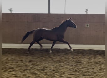 Westphalian, Stallion, 3 years, 16 hh, Chestnut-Red