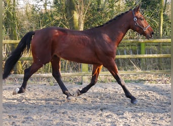 Westphalian, Stallion, 3 years, 16 hh