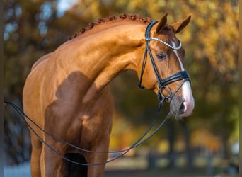 Westphalian, Stallion, 3 years, 16,1 hh, Chestnut