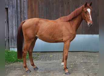 Westphalian, Stallion, 3 years, 16,1 hh, Chestnut-Red