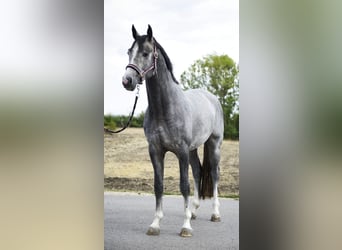 Westphalian, Stallion, 3 years, 16,2 hh, Grey