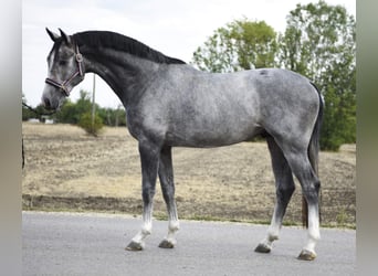 Westphalian, Stallion, 3 years, 16,2 hh, Grey