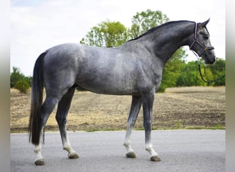 Westphalian, Stallion, 3 years, 16,2 hh, Grey