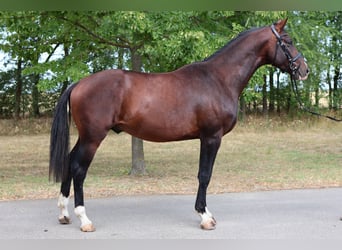 Westphalian, Stallion, 3 years, Bay-Dark