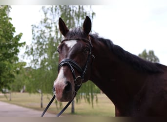 Westphalian, Stallion, 3 years, Bay-Dark