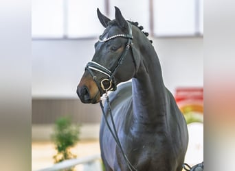 Westphalian, Stallion, 3 years, Brown