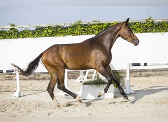 Westphalian, Stallion, 3 years, Brown