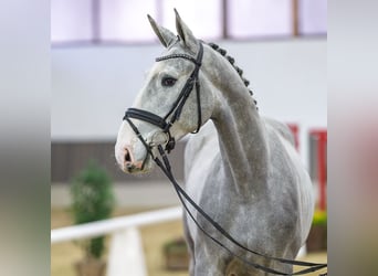 Westphalian, Stallion, 3 years, Grey