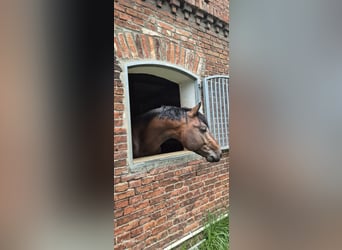 Westphalian, Stallion, 4 years, 16.1 hh, Bay Westphalian, Stallion, 4 years, 16.1 hh, Bay