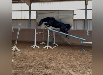 Westphalian, Stallion, 4 years, 16.1 hh, Black