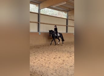 Westphalian, Stallion, 4 years, 16.1 hh, Black